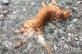 金毛与主人走丢，四处寻找无果，6小时后再见主人差点哭惨图片