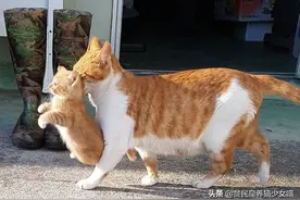 辟谣：我家猫咪总是做傻事？不是哦，它是在偷偷表达喜欢你图片