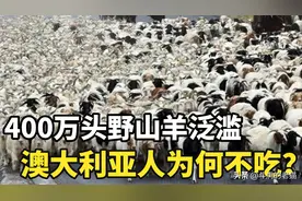 400万野山羊泛滥，出动直升机都灭不完，为什么没人吃？图片