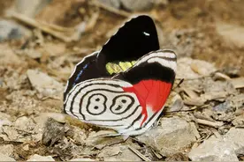 神秘的“88”蝴蝶和“89”蝴蝶图片
