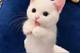 粉粉嫩的小猫咪，呆萌可爱，你会被萌到吗？图片