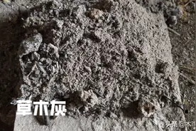 种植芹菜，如何用草木灰，掌握使用方法，更有利于芹菜生长图片