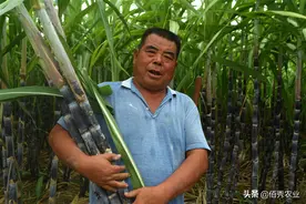 安徽农民种植甘蔗，销售方式很传统，每亩稳定获利12000元图片