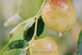 我和我的家乡——渭南青年爱家乡(大荔篇)图片