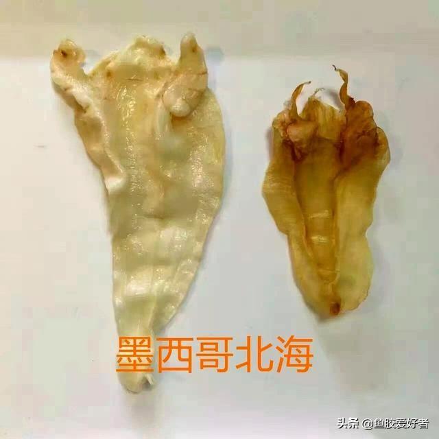 苏里南鱼胶和北海鱼胶 2026年苏里南北海鱼胶怎么样