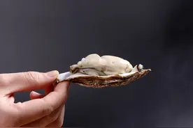 “海蛎子”到底能不能生吃？一天可过滤190升海水，肠道有多脏？图片