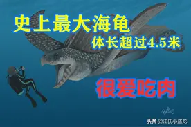 古海龟：背壳能停小汽车的远古巨龟图片