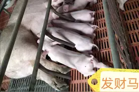母猪配种妊娠段工作量大，稳收益！保体况、严配种、精护理是关键图片