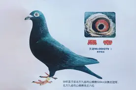 古都取经之一套特别的赛鸽淘选思维方式图片