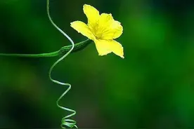 散文：素心淡然，悠悠天韵图片