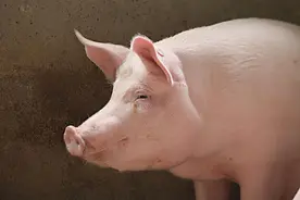 猪的很多部位都能吃，但有4个部分营养少，还含有毒素，建议少吃图片