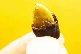 瓜蒌种植历史悠久，瓜蒌籽卖到50元一斤，为何当前没被大规模种植图片