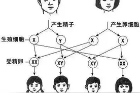 生男生女，由谁决定的图片