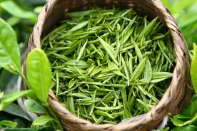 岳西翠兰：大别山走出来的小翠，安徽小众名茶，看她如何突围？图片