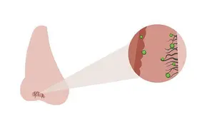 鼻毛变白，代表什么？鼻毛窜出，能不能拔掉？图片