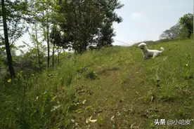 我的美丽哈皮图片
