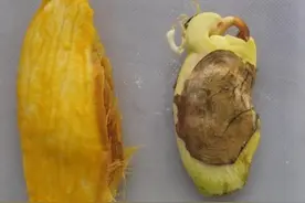 北方：想吃芒果嫌弃价格太贵？按照3步育苗盆栽，再不用奢侈了图片