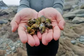 海洋中遭人唾弃的藤壶，到底有多可怕？看看鲸和海龟的下场就懂了图片