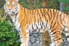 老虎也很爱干净？老虎：拜托，我也是猫科动物！视频封面