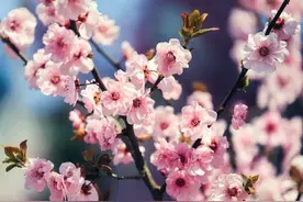 花间诗词｜开在诗中的花，陪你从春看到秋图片