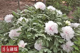 洛阳牡丹珍品银丝贯顶：造型奇特“吸粉”无数图片