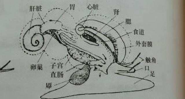 响螺花胶猪肚汤 2026年响螺花胶汤的做法大全
