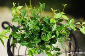 叶片翠绿像翡翠，养护要注意这一点，否则容易引起烂根图片