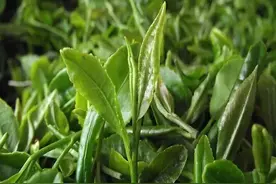 请收下这波来自泰山茶的安利图片