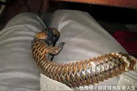 救援队把穿山甲放回森林，怕它发生意外就装了监控，结果令人担忧图片