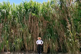亩产30吨，种一次能收割15年！种植巨菌草真的可以赚钱吗？图片