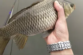 传统谷麦钓法，酒米谷麦饵料详细教学，钓获野生黄金鲫鱼和鲤鱼图片