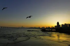 夕阳里的海岸与海鸥图片