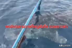 泰国龟岛疫期现第4头大鲸鲨图片