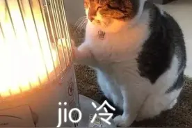 关于冬天猫咪取暖过冬的6个小技巧，值得收藏图片