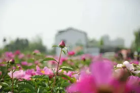 中江玉兴：“醉”美芍药花开等君来！图片