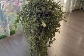 4年不修剪的雅乐之舞长成这样，花友都说挺好看，早修剪会更美图片