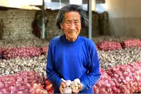 河南紫皮大蒜，刚采挖就滞销，蒜农心急如焚，恳请援助图片