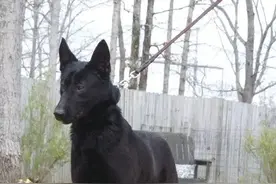 中国东北最凶猛的2种犬，10只藏獒都斗不过图片