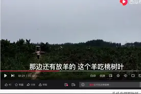 村民在农田里播撒拌有农药的玉米，毒死107只羊为紧急避险图片