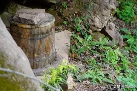 土法养蜂人工分蜂后，如何避免蜜蜂打架？这个问题不用担心图片