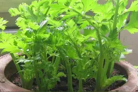 4种“小菜根”，吃完不要扔，埋在花盆里，半个月又长出新蔬菜图片