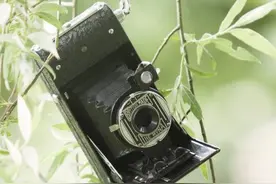 故事：一只把摄影师告上法庭的猴子图片