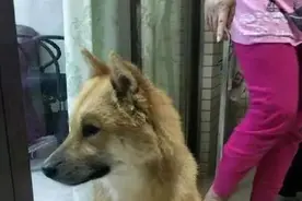 半夜女孩被流浪狗护送，到门口狗狗一步不进，女孩的举动很暖心图片