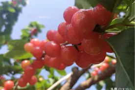 西昌樟木箐樱桃“进军”上海市场 目前处于试发阶段图片