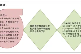 骨关节炎形成过程中细胞焦亡的作用与机制图片