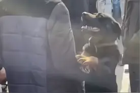 狗狗紧抱主人，乞求不要卖掉自己，主人却推开它，收钱离去图片