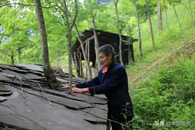李克俊，深山老桶养蜜蜂，为蜜蜂盖石板房图片