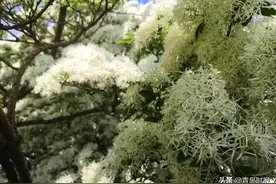 城阳少山300岁的流苏树开花 犹如白雪覆盖图片