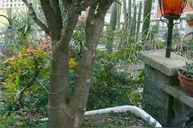 有3种树容易徒长，控制高度勤修剪，变成盆景价值高图片