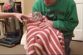 男子用毯子包裹住猫咪给它喂药，猫咪东躲西藏，表示抗拒视频封面
